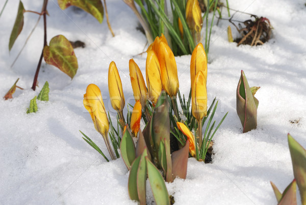 Crocus buds in the snow Stock photo © manfredxy
