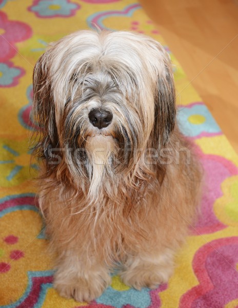 Tibetan Terrier Stock photo © manfredxy