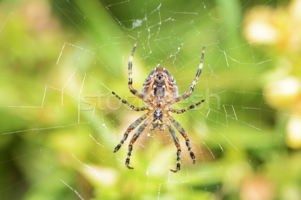 Garden spider Stock photo © manfredxy
