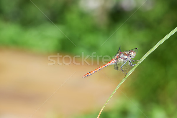 Czerwony Dragonfly ostrze trawy charakter Zdjęcia stock © manfredxy