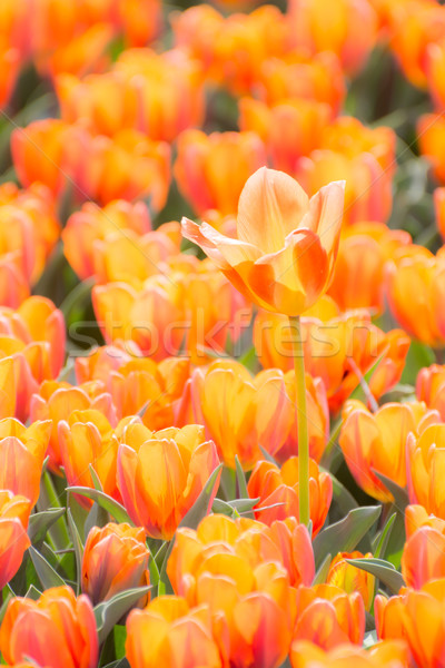 Orange tulip flowers Stock photo © manfredxy