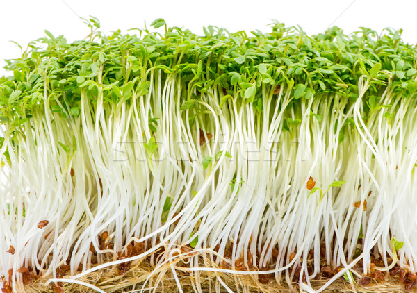Isolated Watercress Sprouts Stock photo © manfredxy