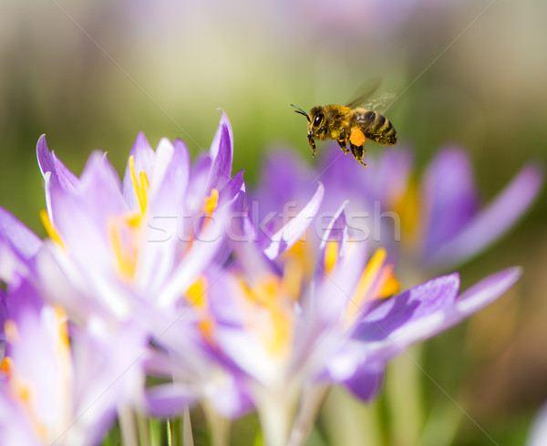 Flying honeybee pollinating a purple crocus flower Stock photo © manfredxy