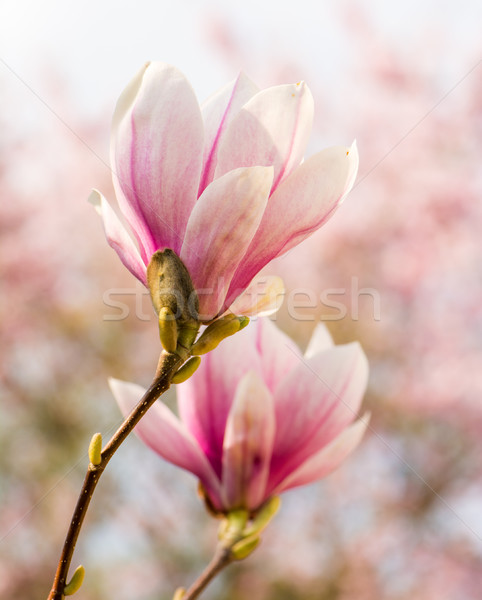 Foto d'archivio: Magnolia · fiore · rosa · albero · impianto · bianco