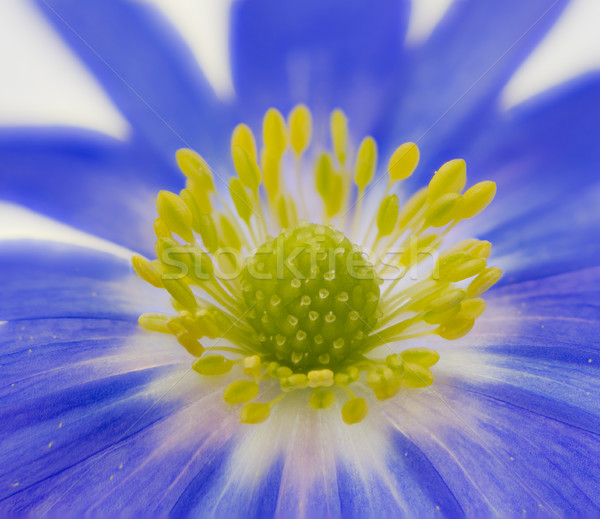 Blue winter windflower anemone blanda Stock photo © manfredxy