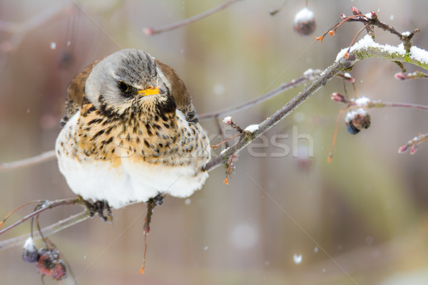 Fieldfare bird sitting on a tree Stock photo © manfredxy
