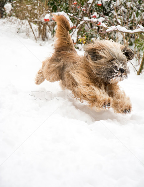 Running Tibetan Terrier Dog  Stock photo © manfredxy