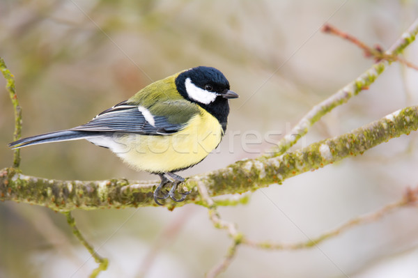 Groß tit Vogel Sitzung Baum Stock foto © manfredxy