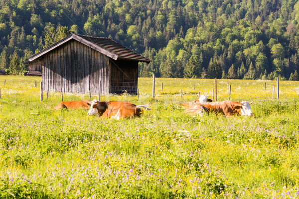 Organikus gazdálkodás boldog tehenek természet mező Stock fotó © manfredxy