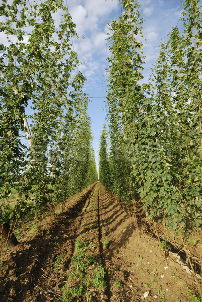 Hop agricola panorama campo giardino agricoltura Foto d'archivio © manfredxy