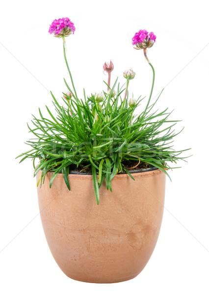 Isolated potted pink Armeria flower Stock photo © manfredxy