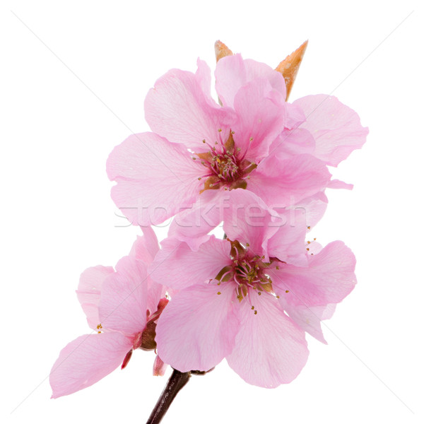 Isolated pink peach blossoms Stock photo © manfredxy