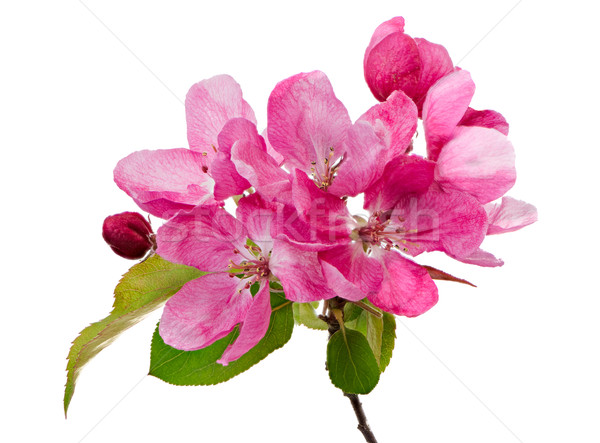 Isolated pink blossoms of an apple tree Stock photo © manfredxy