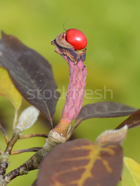 Magnolie fruct roşu copac floare natură Imagine de stoc © manfredxy