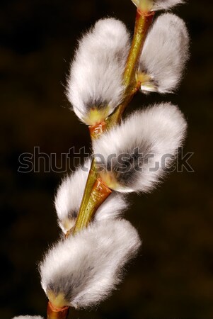 Păsărică salcie ramură natură grădină proaspăt Imagine de stoc © manfredxy