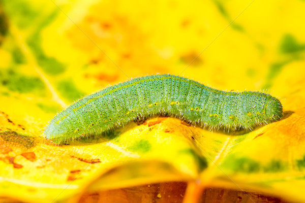 Green caterpillar of a butterfly Stock photo © manfredxy
