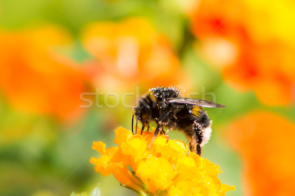 Poszméh gyűjt nektár virág makró Stock fotó © manfredxy