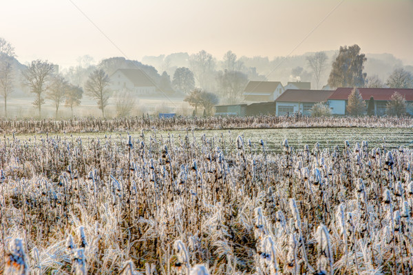 Frosted field at a village in Bavaria Stock photo © manfredxy