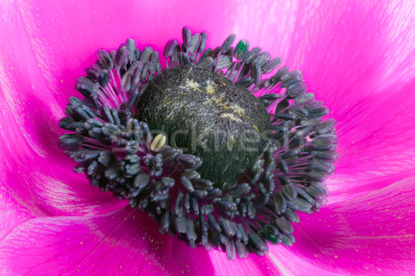 Purple anemone flower blossom Stock photo © manfredxy