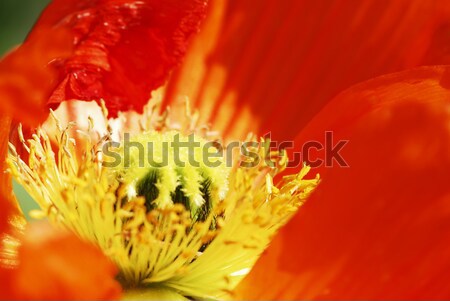 Flower Macro Stock photo © manfredxy