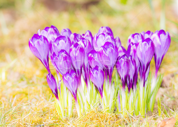 Lawendy krokus kwiaty trawy grupy fioletowy Zdjęcia stock © manfredxy