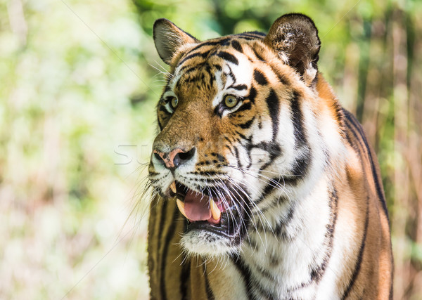 Wild siberian tiger in the jungle Stock photo © manfredxy
