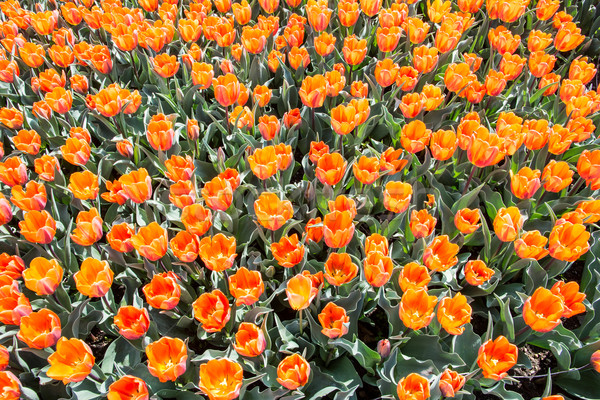 Tulips Stock photo © manfredxy