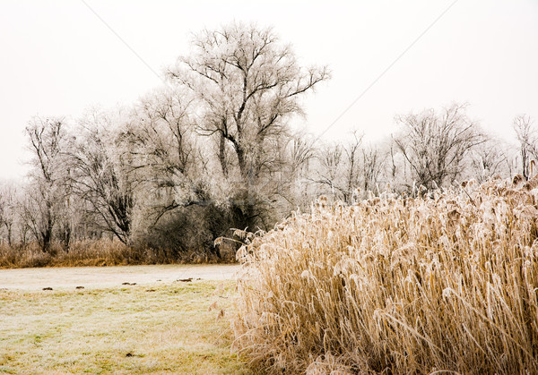 Mistig winter schilderachtig bomen landschap behoud Stockfoto © manfredxy