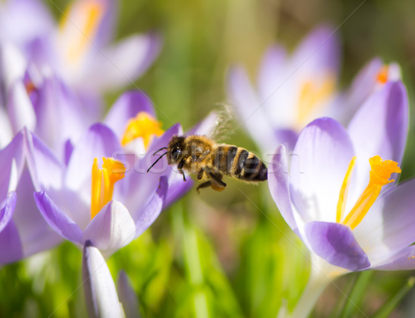 Flying honeybee pollinating a purple crocus flower Stock photo © manfredxy