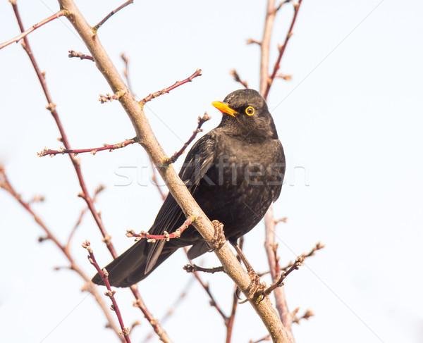 Merel vergadering takje tuin vogel Stockfoto © manfredxy