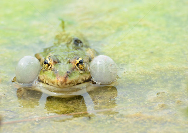 Croaking Frog Stock photo © manfredxy