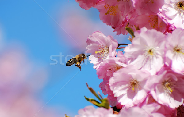 Flying Bee Stock photo © manfredxy