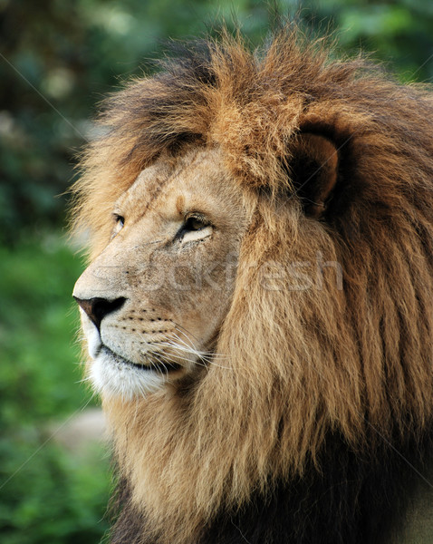 Lion Stock photo © manfredxy