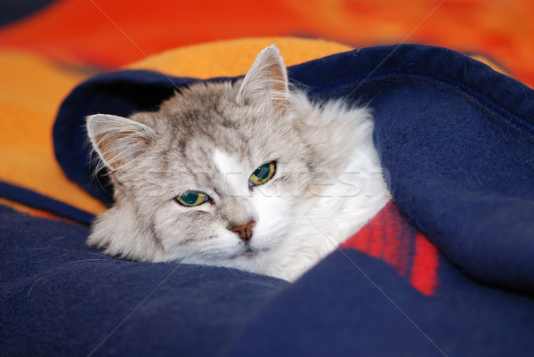 Gatto persiano faccia cat arancione relax testa Foto d'archivio © manfredxy