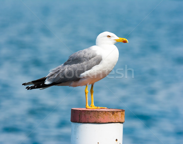 yellow-legged gull Stock photo © manfredxy