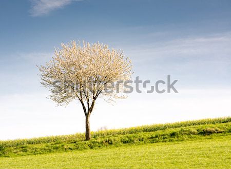 Stok fotoğraf: Manzara · çiçekli · ağaç · bahar