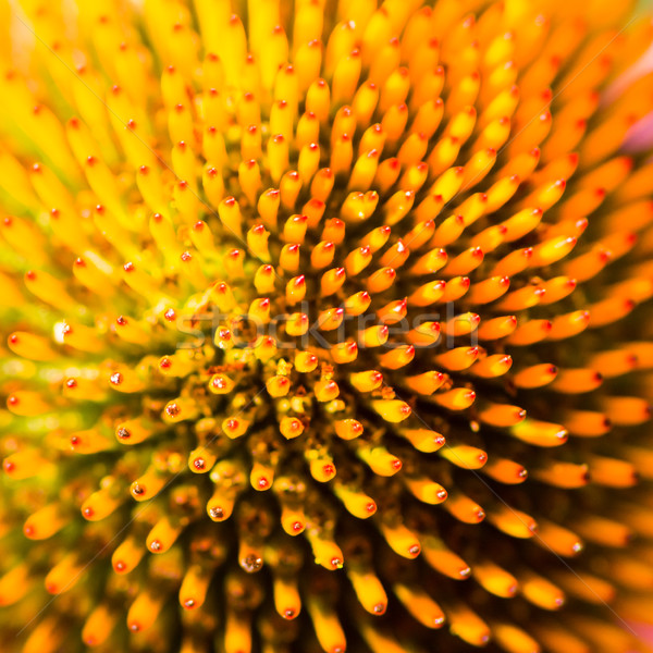 Abstact flower macro of a echinacea blossom Stock photo © manfredxy