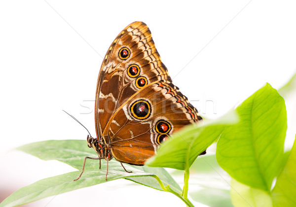 Tropical Common Morpho butterfly Stock photo © manfredxy