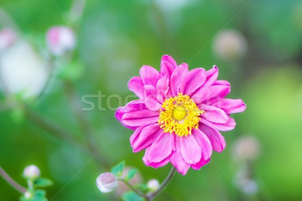 Closeup of a pink anemone flower Stock photo © manfredxy