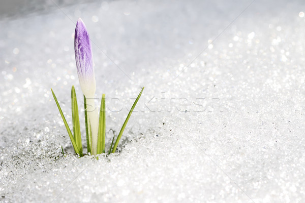 Stock photo: Crocus buds in the snow