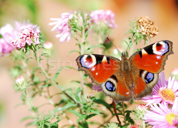 Paon papillon séance fleur nature [[stock_photo]] © manfredxy