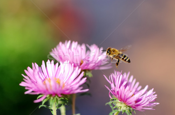 Flying honeybee Stock photo © manfredxy