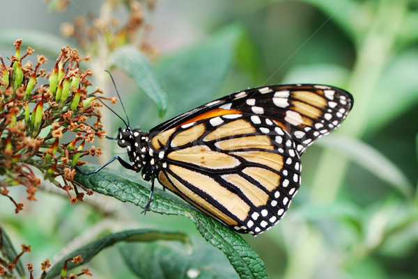 Monarch butterfly Stock photo © manfredxy