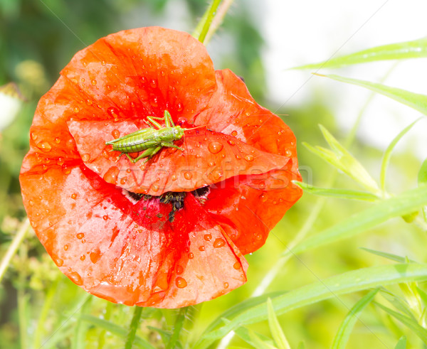 зеленый кузнечик сидят красный мак цветок Сток-фото © manfredxy