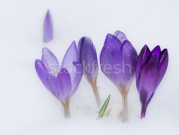 Purple crocus flowers in the snow Stock photo © manfredxy