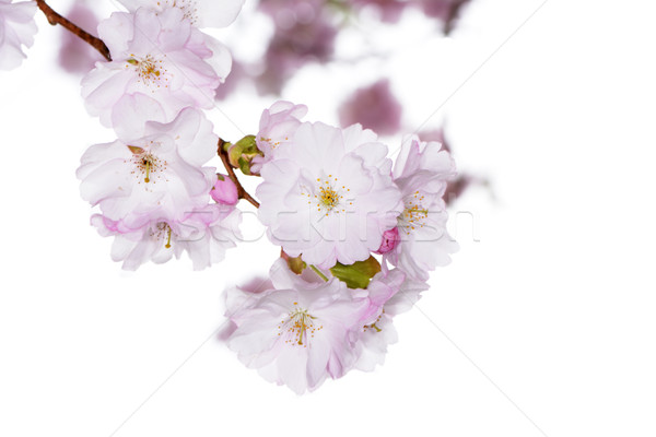 Foto stock: Macro · rosa · primavera · flor · de · cereja · flor