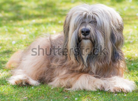 Tibetan Terrier Stock photo © manfredxy