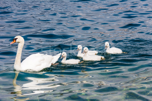 Swan famiglia neonati natura Foto d'archivio © manfredxy