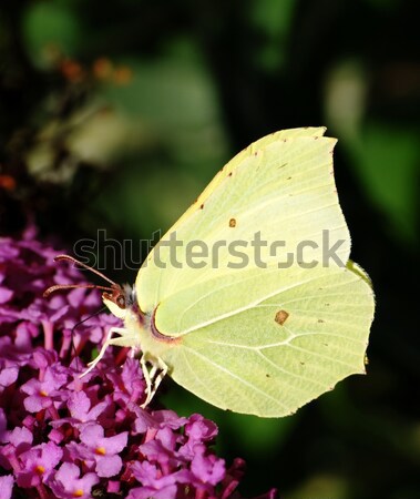 Brimstone Butterfly Stock photo © manfredxy