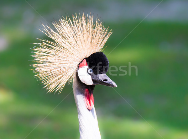 Portrait of a grey crowned crane Stock photo © manfredxy